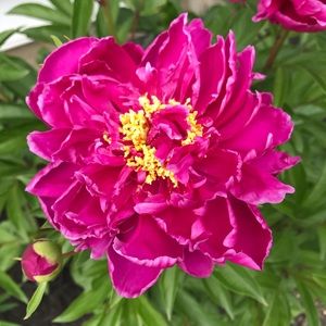 Meet your Posher, Denise